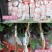 桂圆树苗龙眼黄壳石硖品种包正宗带叶子发货