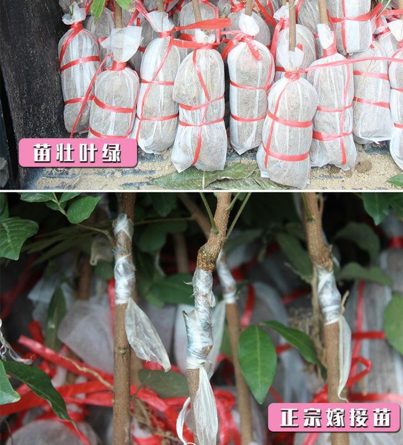 桂圆树苗龙眼黄壳石硖品种包正宗带叶子发货