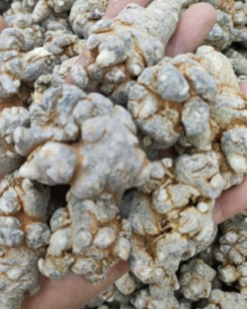 云南文山三七，老年人中年小孩都可吃，基地直发，欢迎咨询。