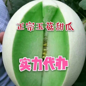 玉姑甜瓜新鲜供应对接电商一件代发实力代办