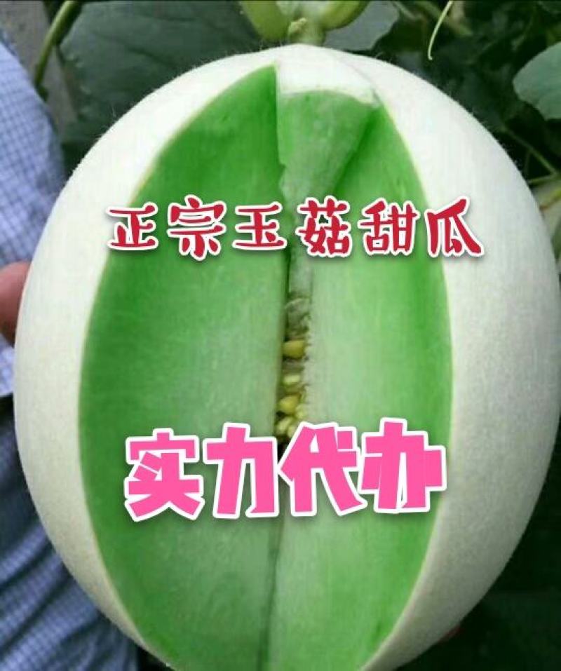 玉姑甜瓜新鲜供应对接电商一件代发实力代办