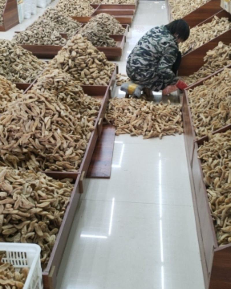 云南昭通天麻16头的基地直发，量大从优欢迎客商咨询