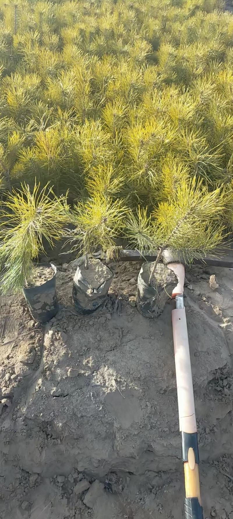 （牛）樟子松油松裸根，移植树苗保成活率，货源充足