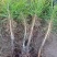 （牛）樟子松油松裸根，移植树苗保成活率，货源充足