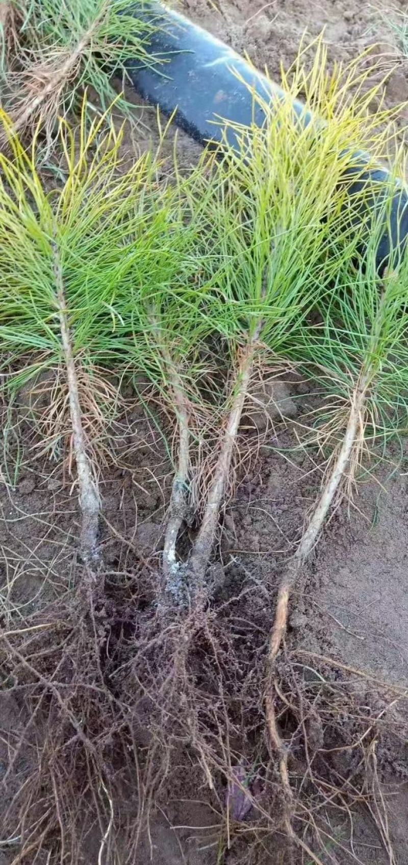 （牛）樟子松油松裸根，移植树苗保成活率，货源充足