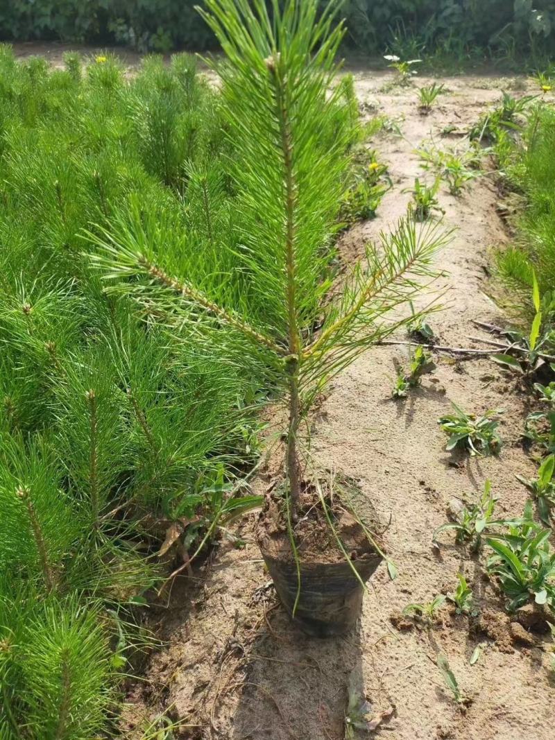 （牛）樟子松油松裸根，移植树苗保成活率，货源充足