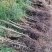 （牛）樟子松油松裸根，移植树苗保成活率，货源充足