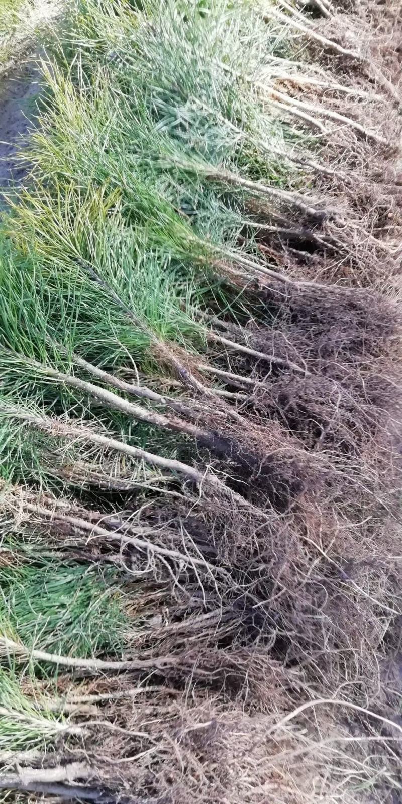 （牛）樟子松油松裸根，移植树苗保成活率，货源充足
