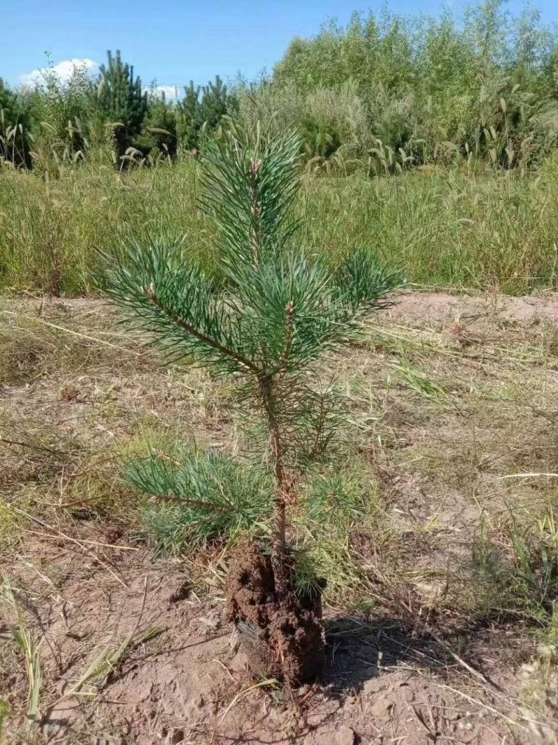 （牛）樟子松油松裸根，移植树苗保成活率，货源充足