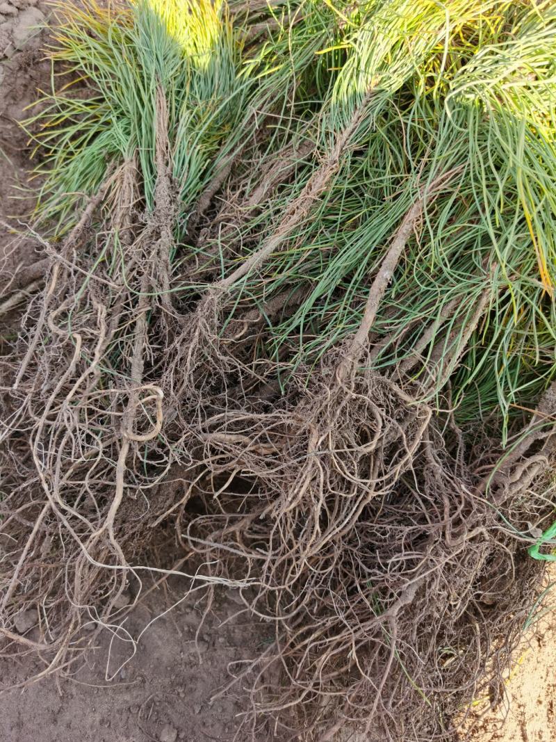 （牛）樟子松油松裸根，移植树苗保成活率，货源充足