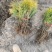 （牛）樟子松油松裸根，移植树苗保成活率，货源充足