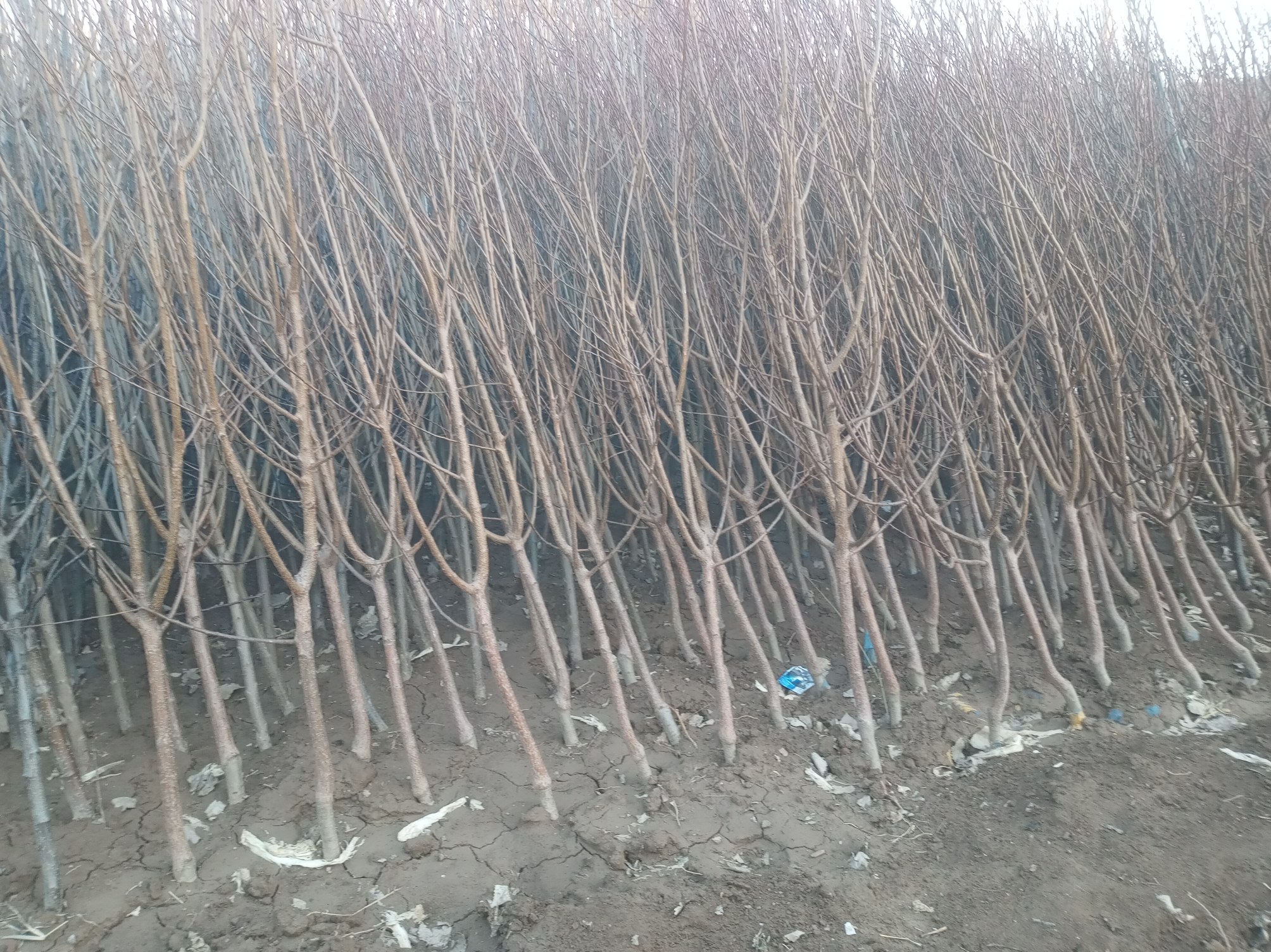 一名技术人员正在对黄金梨树进行冬季修剪,手持修枝剪,剪除多余枝条,树形呈纺锤状,地面整洁无杂物,远处可见其他工人正在进行树干涂白作业 黄金梨冬季修剪现场