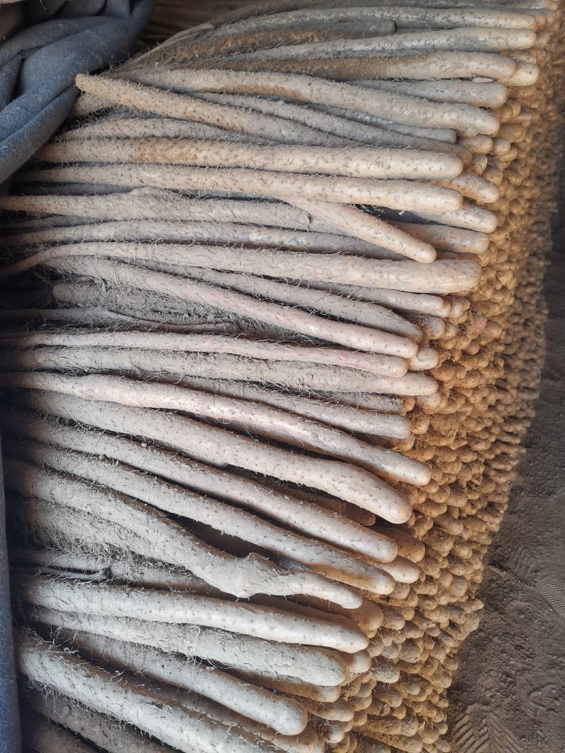 正宗的铁棍山药，鲜的铁棍山药货，货源充足，以质论价