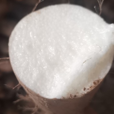 正宗的铁棍山药，鲜的铁棍山药货，货源充足，以质论价