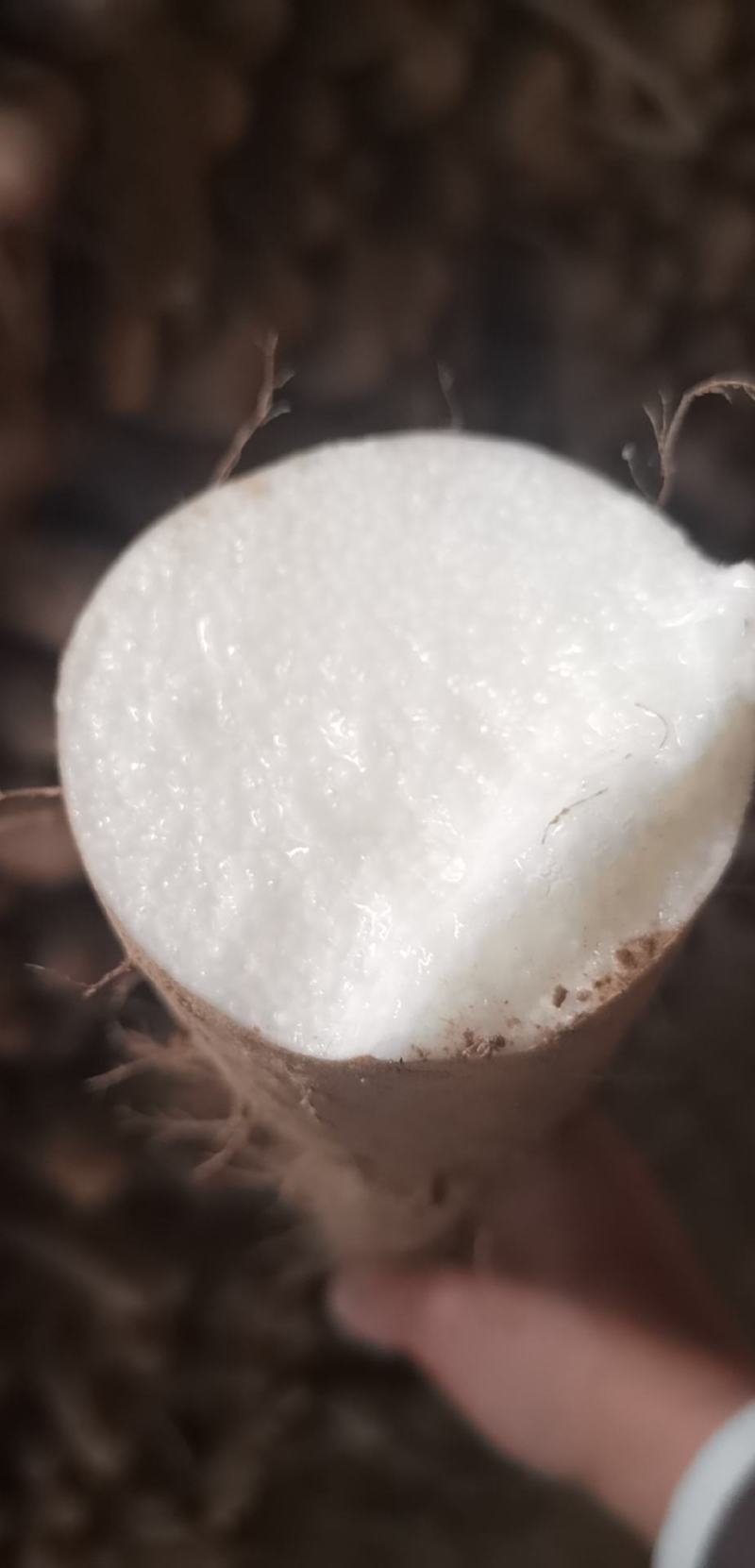 正宗的铁棍山药，鲜的铁棍山药货，货源充足，以质论价