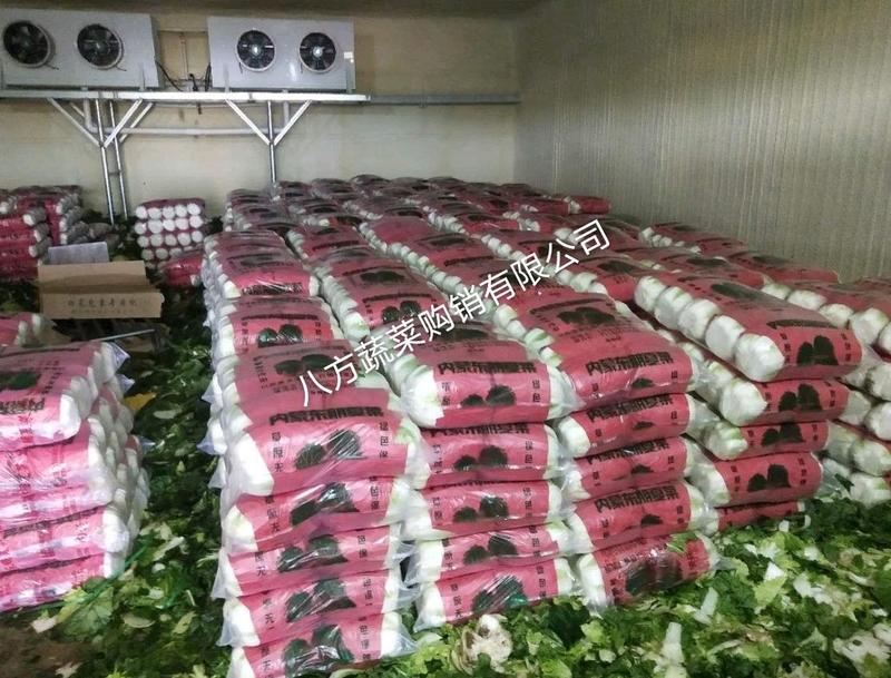 山东省大棚黄心白菜大量上市单棵4-6斤货源充足质量保证