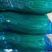 【精品】河南蒜薹精品一件代发对接电商微商需要直接下单！