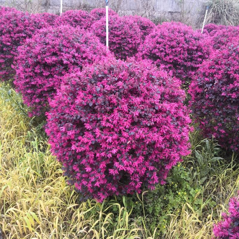 产地直供清地苗红花继木红继木50-120cm实球给价就卖