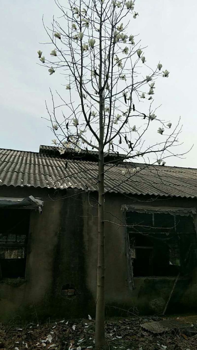 白玉兰3公分6公分7公分8公分9公分10公分