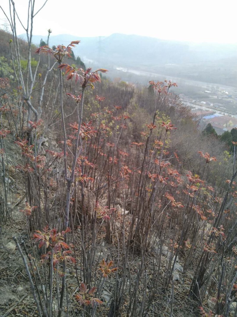 山东潍坊临朐露天红香芽农家采摘香椿芽现摘现发