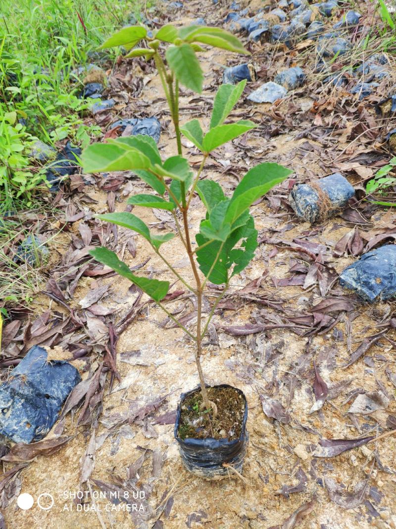 进口多花黄花风铃木金花风铃木小苗