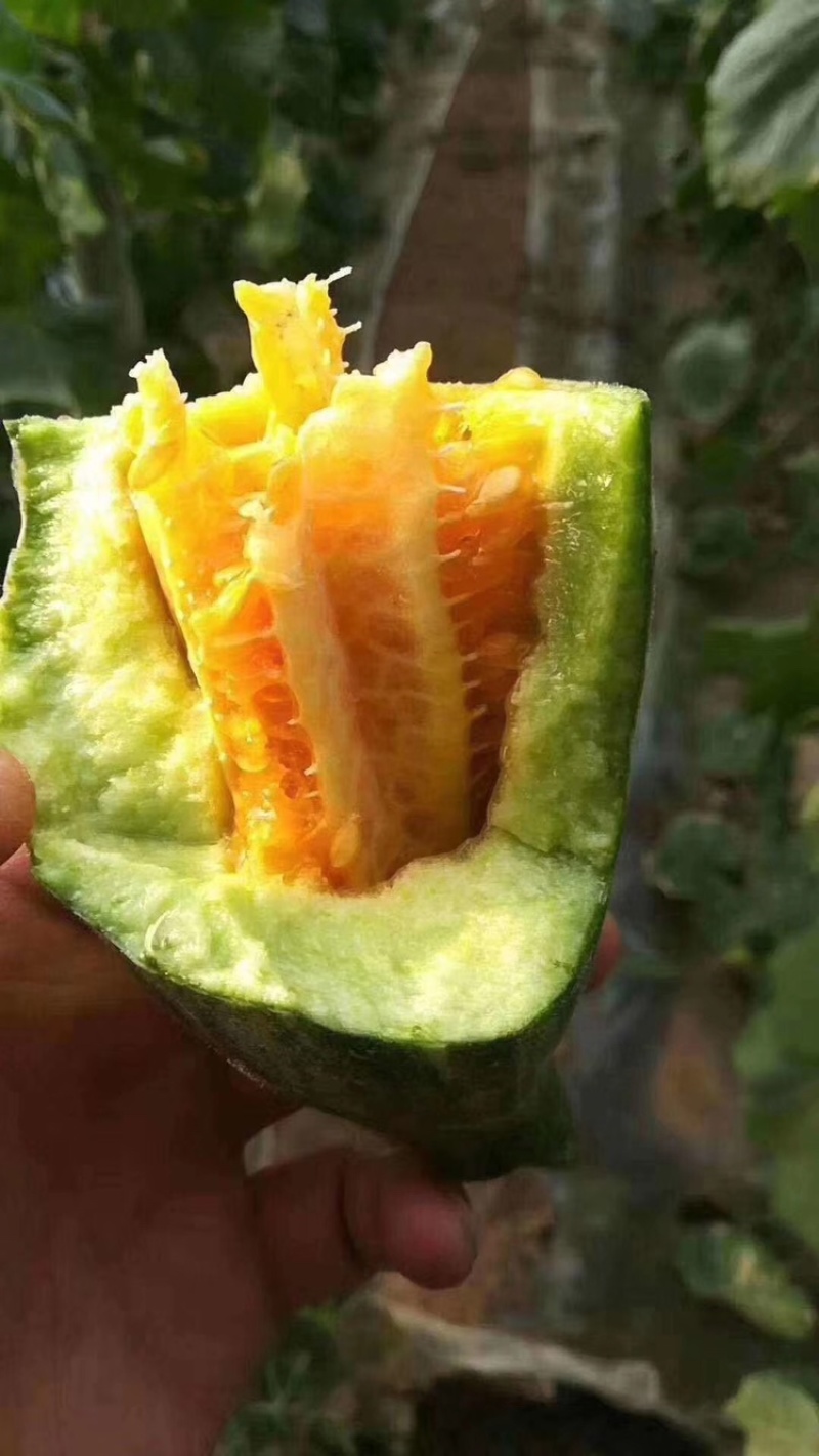 山东羊角蜜，博洋9大量上市中