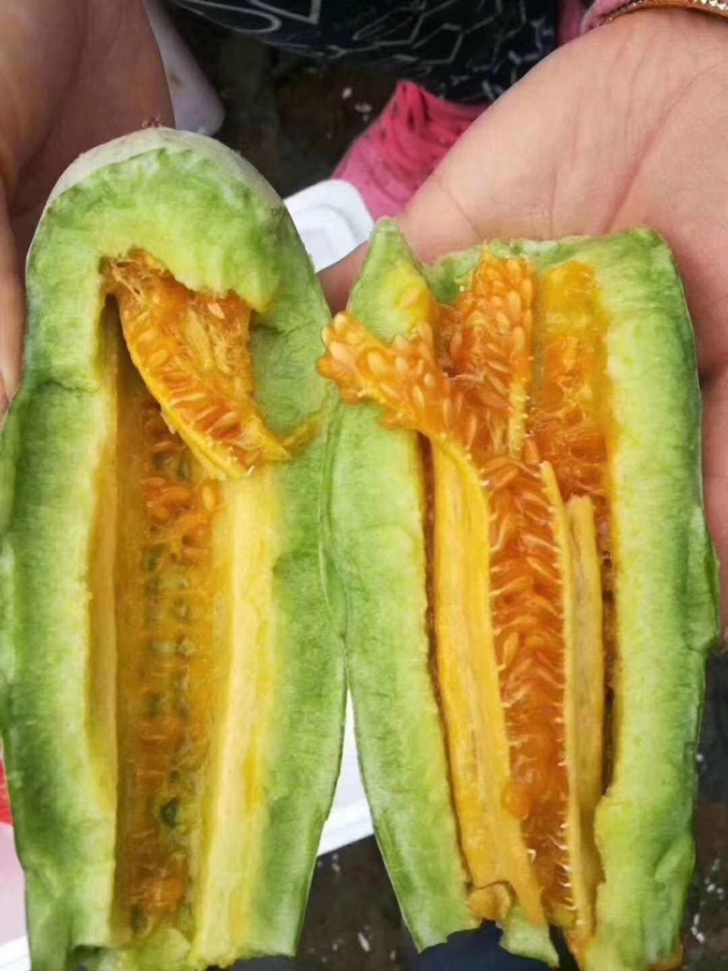 山东羊角蜜，博洋9大量上市中