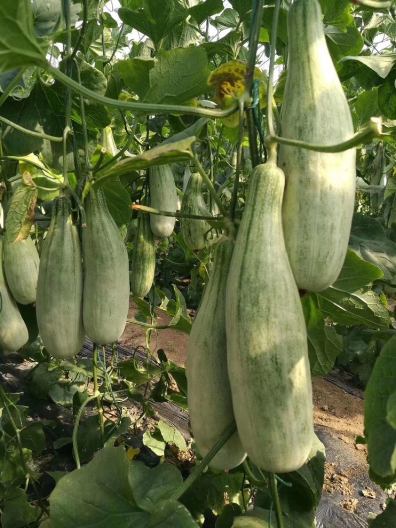 山东羊角蜜，博洋9大量上市中