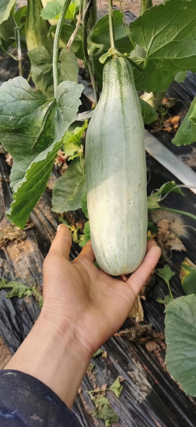 山东羊角蜜，博洋9大量上市中