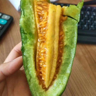 山东羊角蜜，博洋9大量上市中