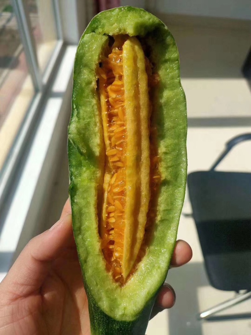 山东羊角蜜，博洋9大量上市中