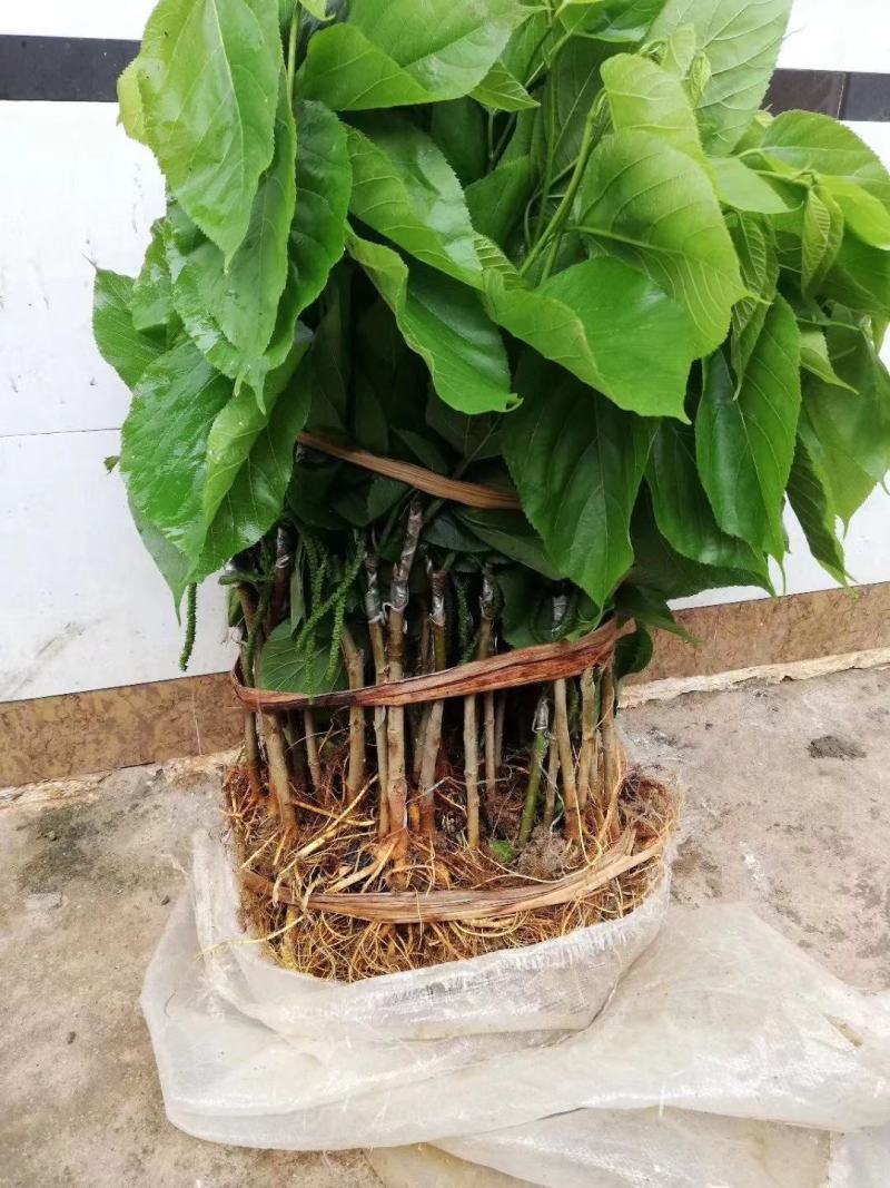 广西桑葚苗长果桑四季长果桑树苗桑树苗
