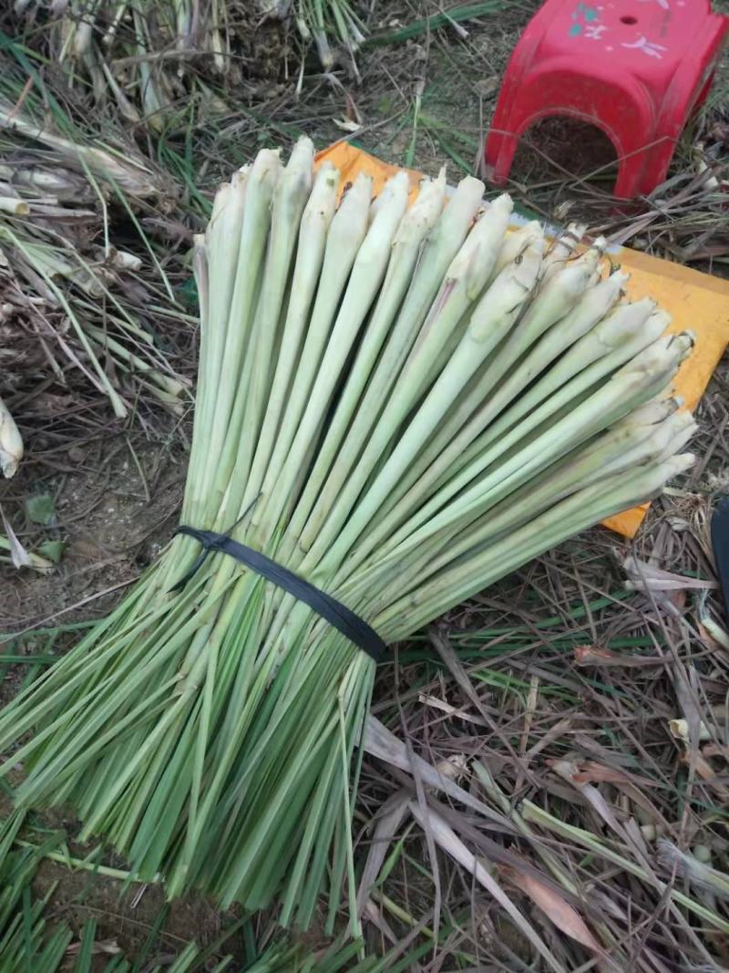 香茅草，质量优、量大有优惠够大条，诚信经营。