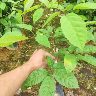 多花紫花风铃木小苗纯种进口绣球花紫花风铃木