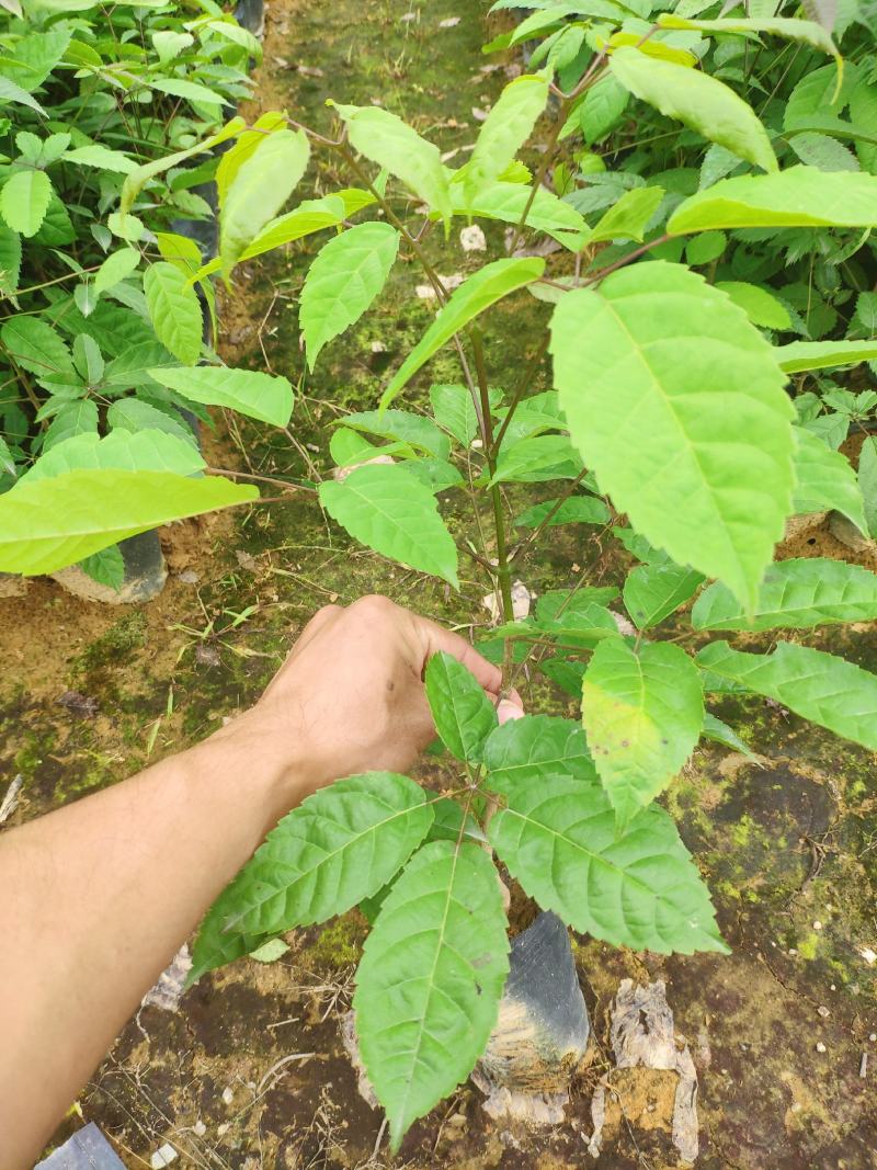 多花紫花风铃木小苗纯种进口绣球花紫花风铃木