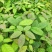 多花紫花风铃木小苗纯种进口绣球花紫花风铃木
