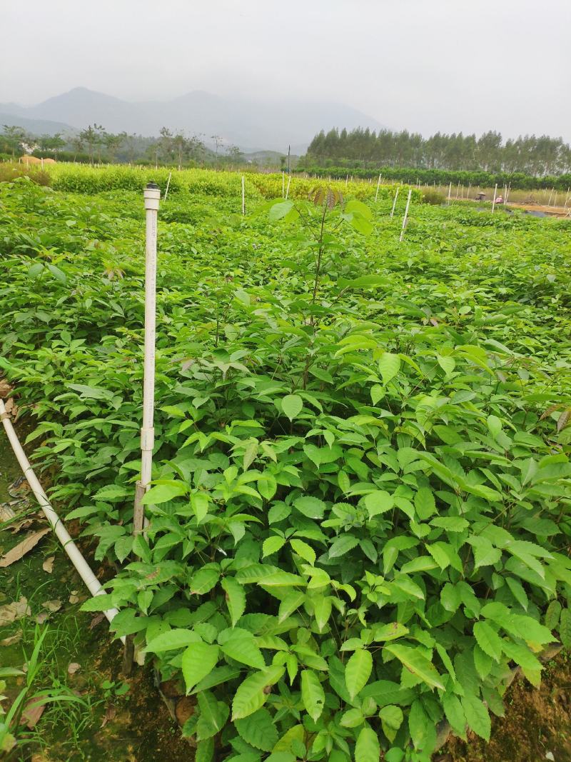 多花紫花风铃木小苗纯种进口绣球花紫花风铃木