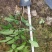 多花紫花风铃木小苗纯种进口绣球花紫花风铃木