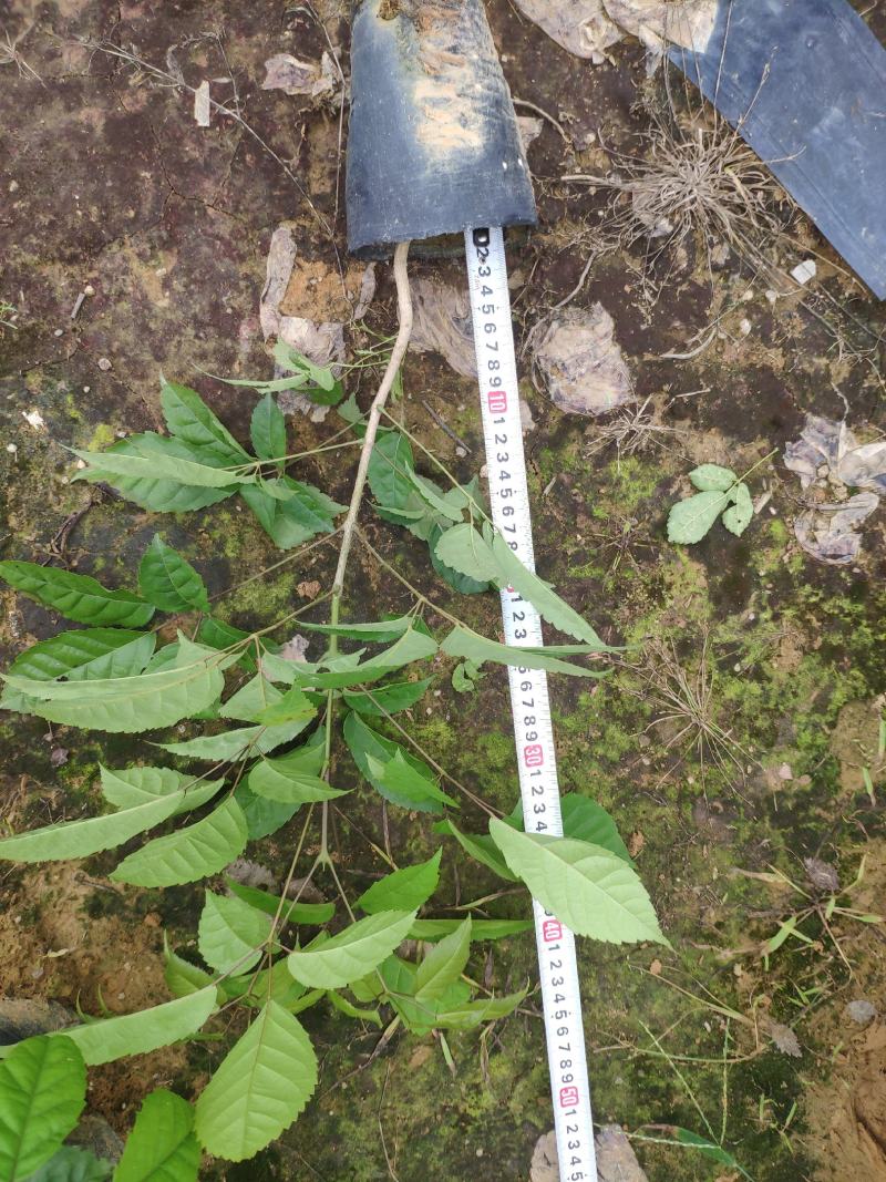 多花紫花风铃木小苗纯种进口绣球花紫花风铃木