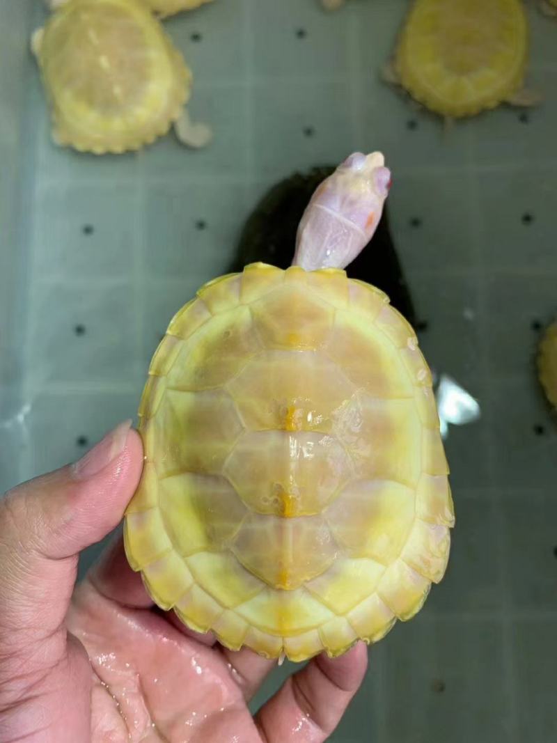 变异白巴，个个可爱萌萌哒，品种多，高品质