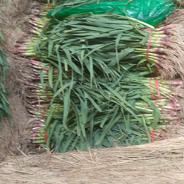 徐州丰县范楼蒜苗大量上市了