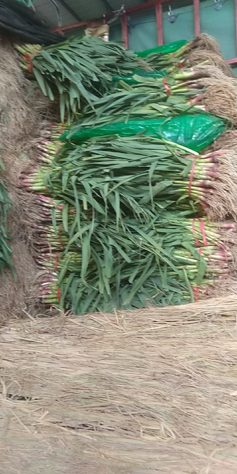 徐州丰县范楼蒜苗大量上市了
