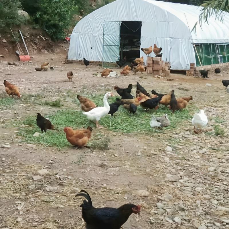 黑白大棚膜养殖膜、菌菇养殖棚膜、储青覆盖膜