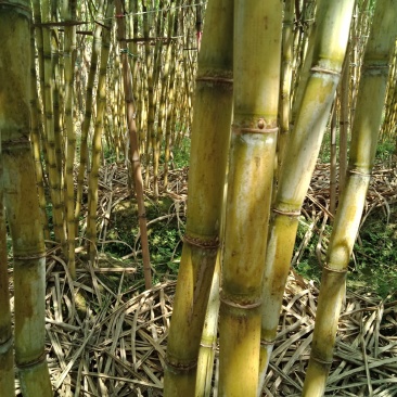 广西玉林台湾白皮水果甘庶产地直销来电咨询