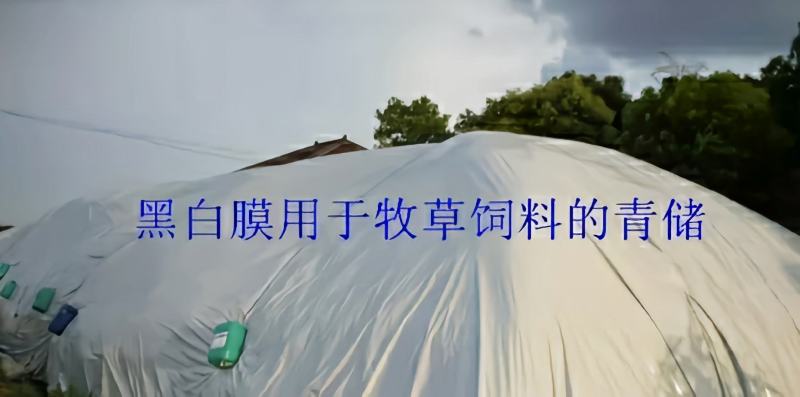 黑白大棚膜养殖膜、菌菇养殖棚膜、储青覆盖膜