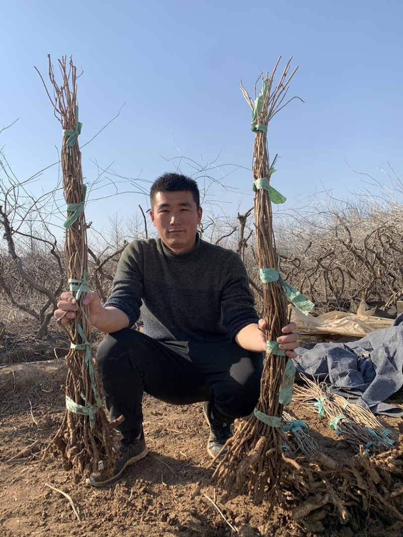 凌霄花苗爬墙喇叭花护坡固土矿山绿化长廊亭子花架可视频看货