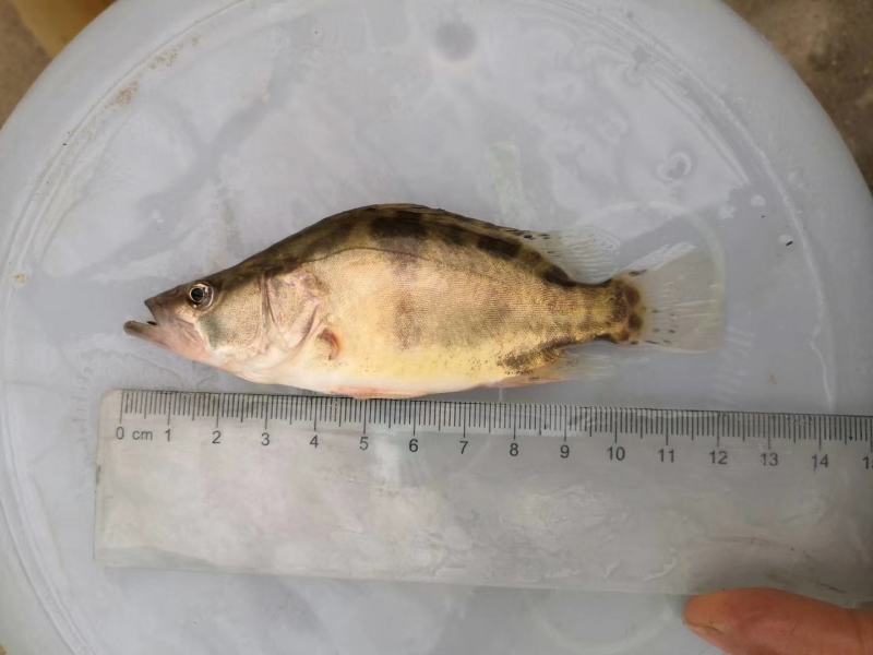 【荐】鳜鱼桂鱼浙江鳜鱼苗桂鱼活体运输水车送货上门