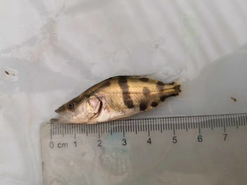 【荐】鳜鱼桂鱼浙江鳜鱼苗桂鱼活体运输水车送货上门