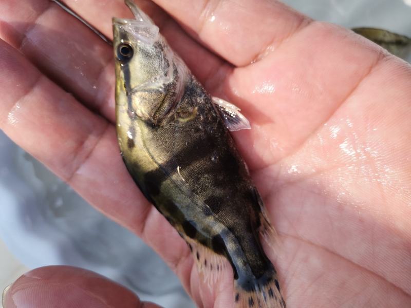 【荐】鳜鱼桂鱼浙江鳜鱼苗桂鱼活体运输水车送货上门