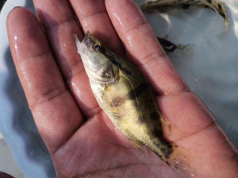 【荐】鳜鱼桂鱼浙江鳜鱼苗桂鱼活体运输水车送货上门